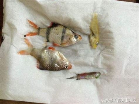 魚一直死怎麼辦|為什麼我養的魚老是死？養魚8種死法的正確預防方。